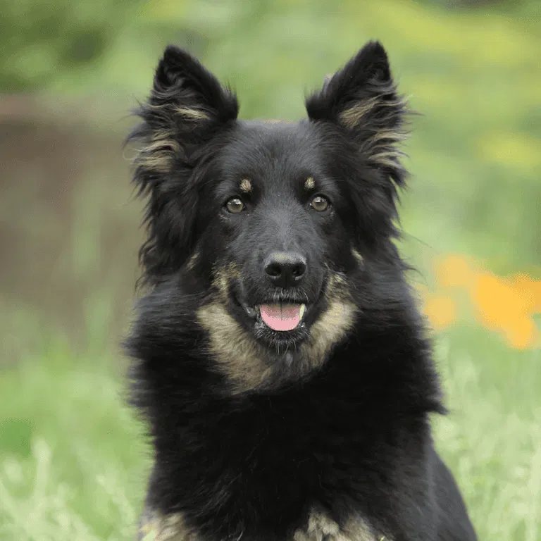 Bohemian Shepherd