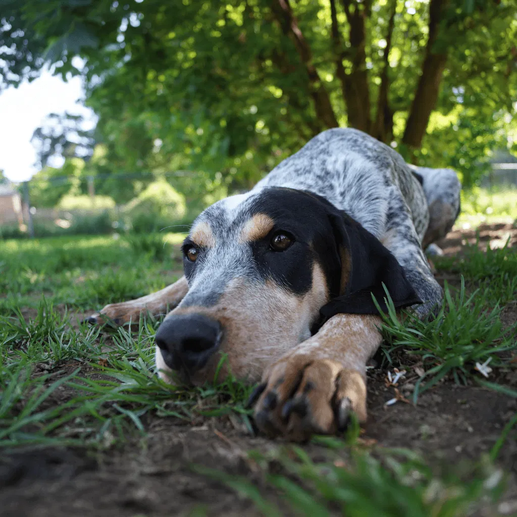 Temperament & Intelligence Of The Bluetick Coonhound
