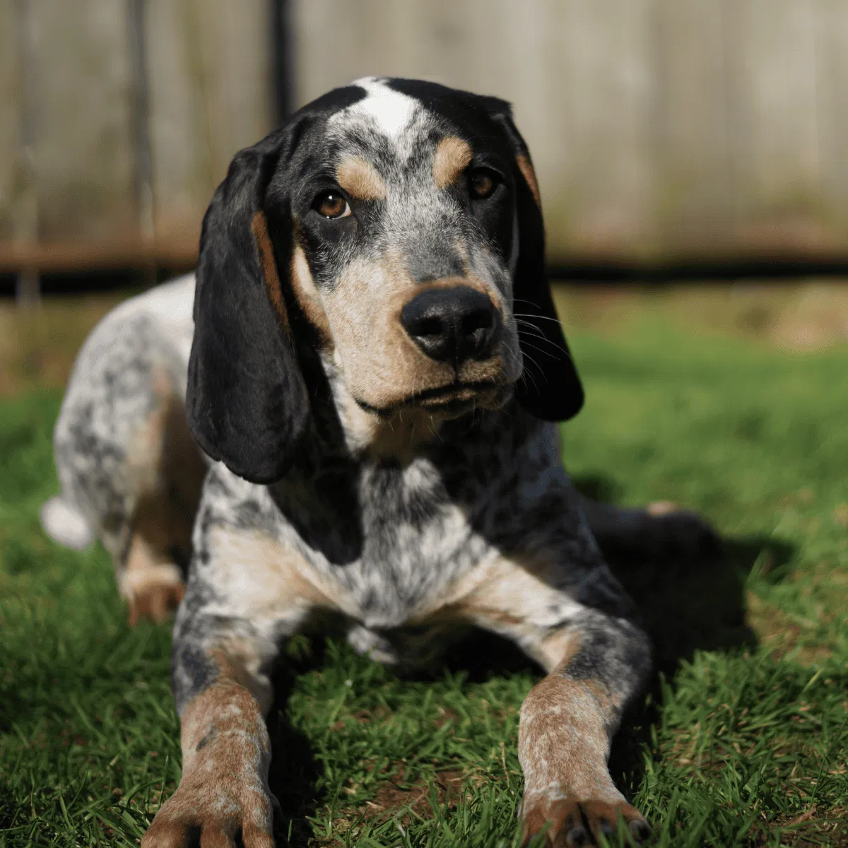Bluetick Coonhound Gallery