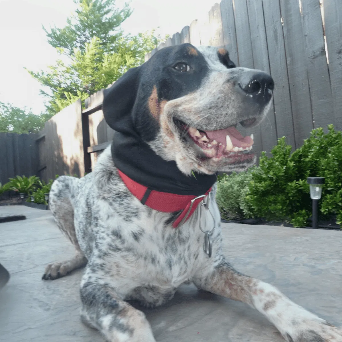 Bluetick Coonhound Gallery