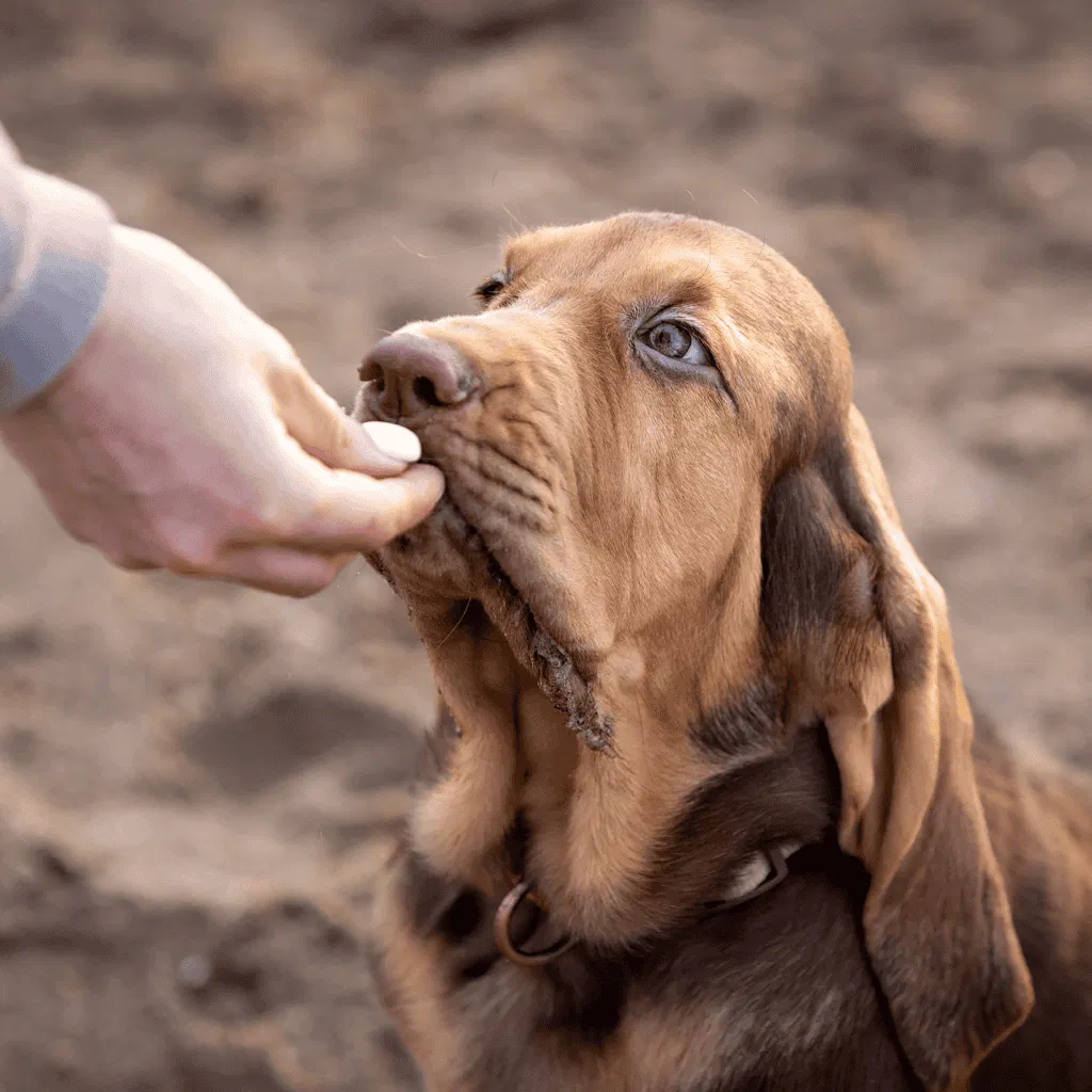 Temperament & Intelligence Of The Bloodhound