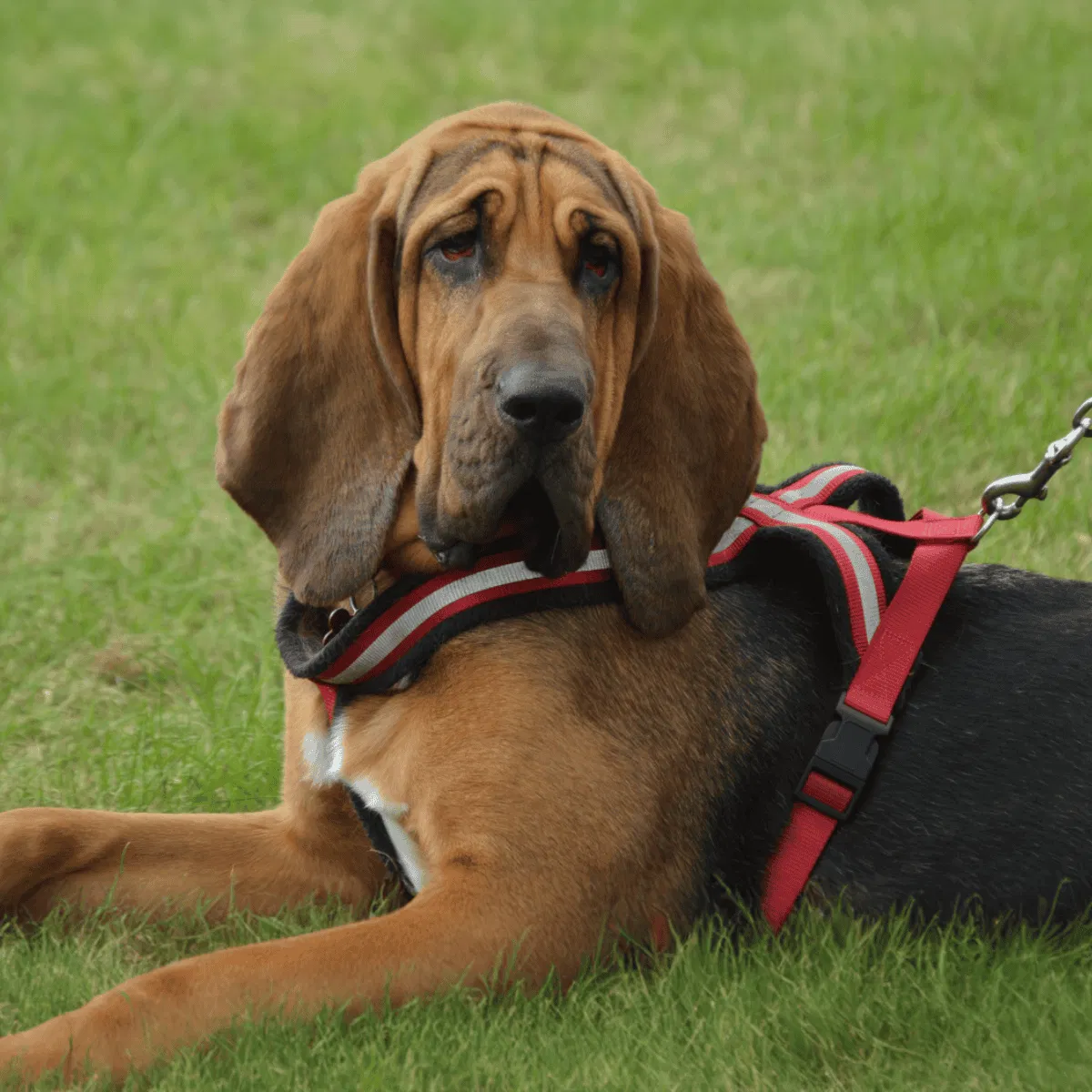 Bloodhound