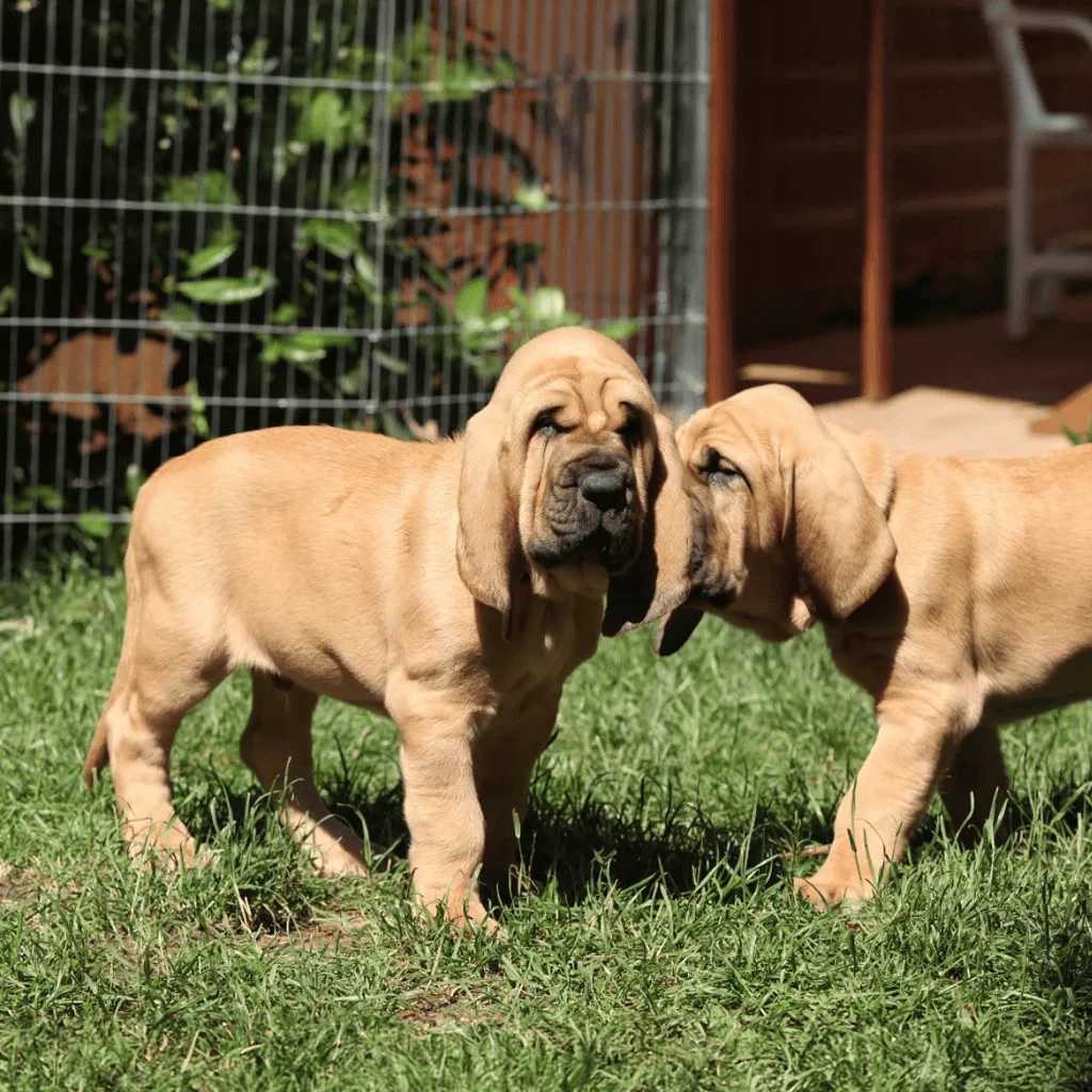 Bloodhound Puppies