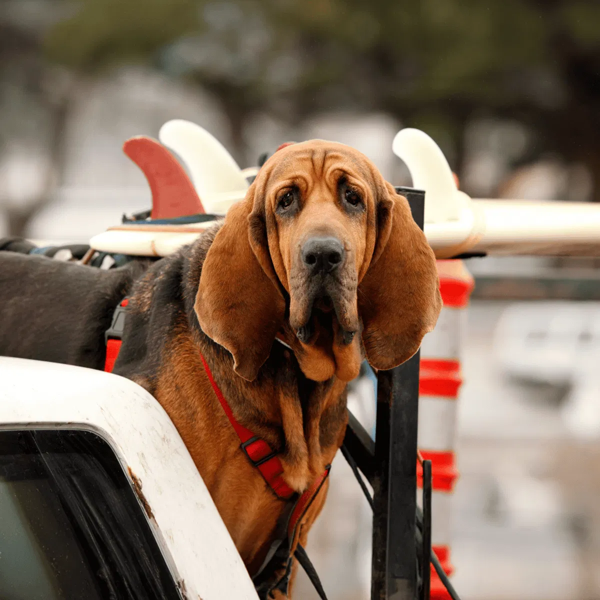 Bloodhound Gallery
