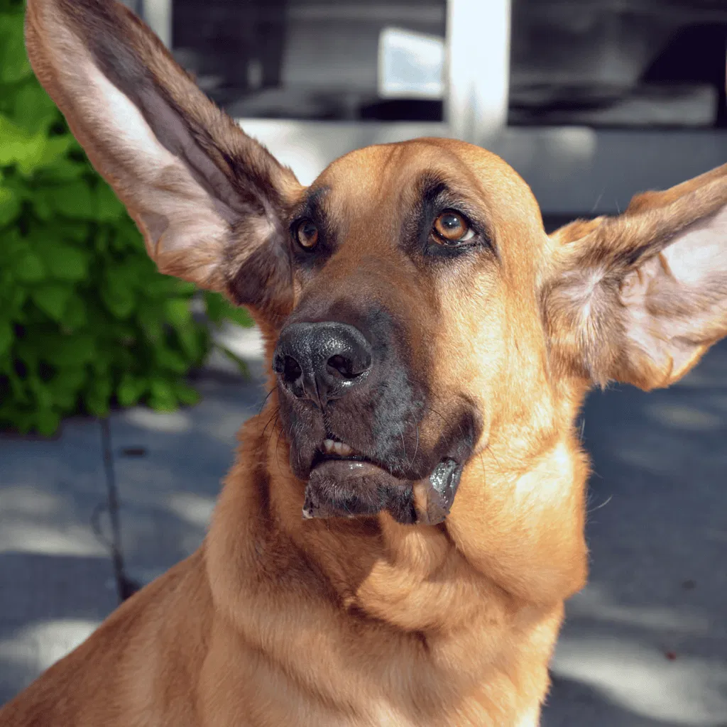 Bloodhound Grooming