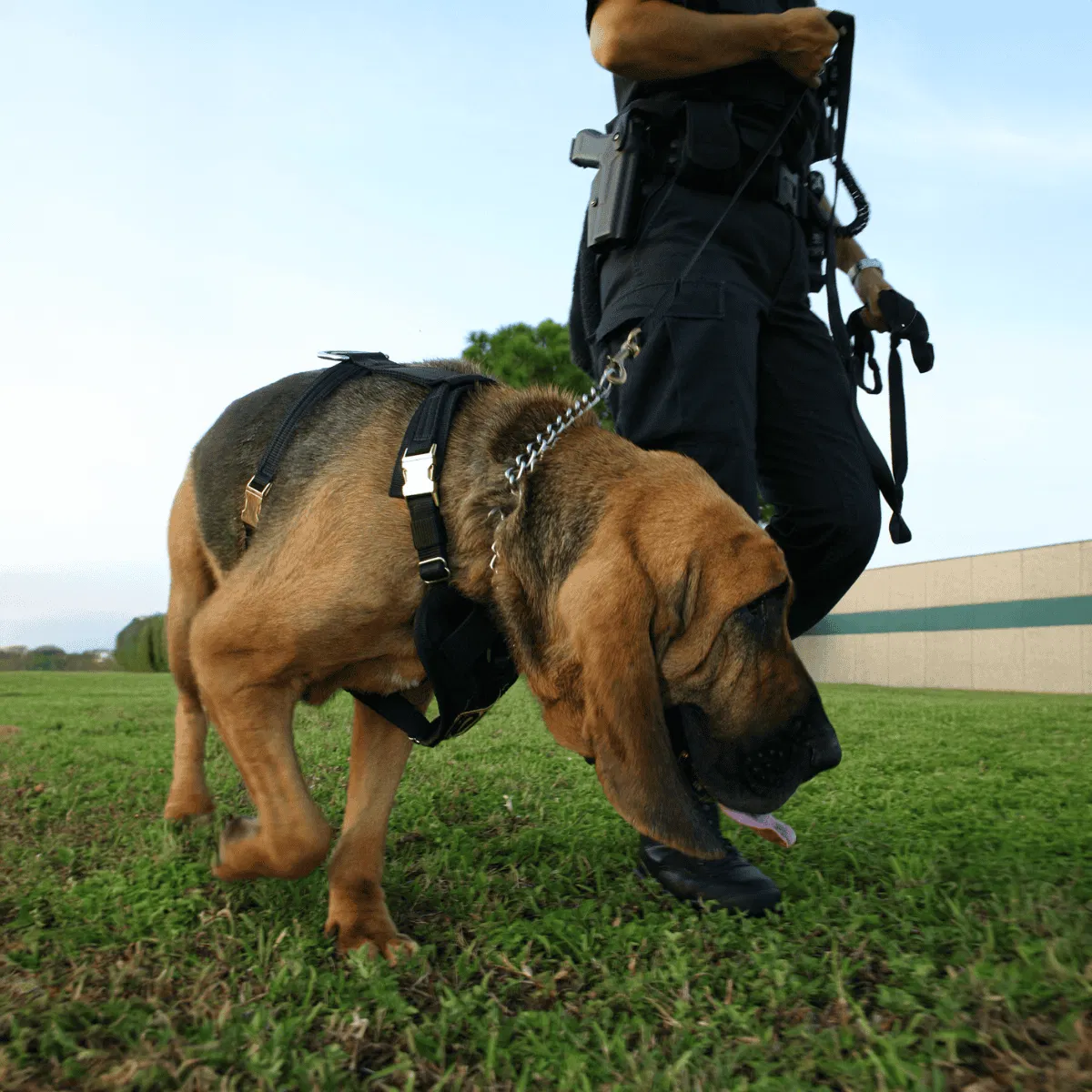 Bloodhound Gallery