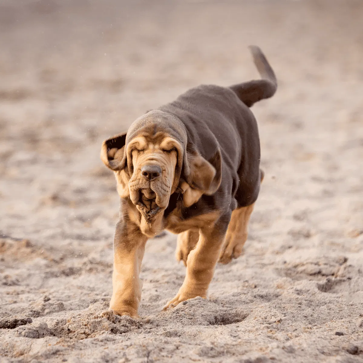Bloodhound Gallery