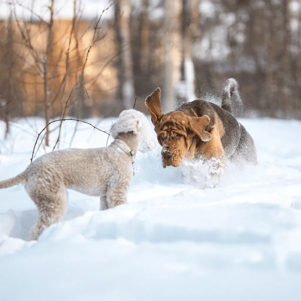 Bloodhound Does This Breed Get Along With Other Pets
