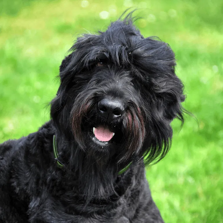 Black Russian Terrier