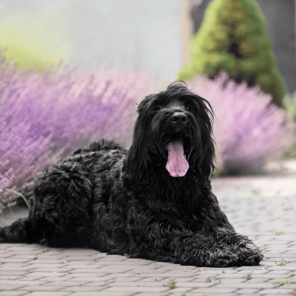 Black Russian Terrier Their Name Is a Misnomer