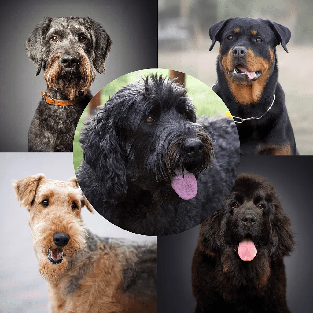 Black Russian Terrier Seventeen Breeds Were Used to Create the BRT