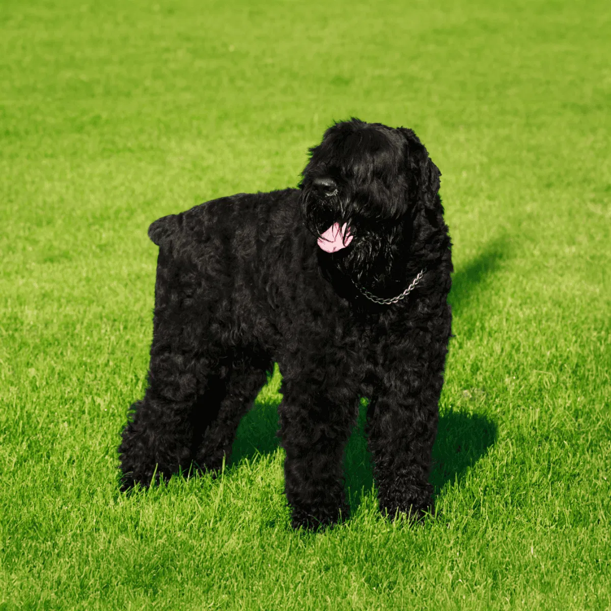 Black Russian Terrier Gallery