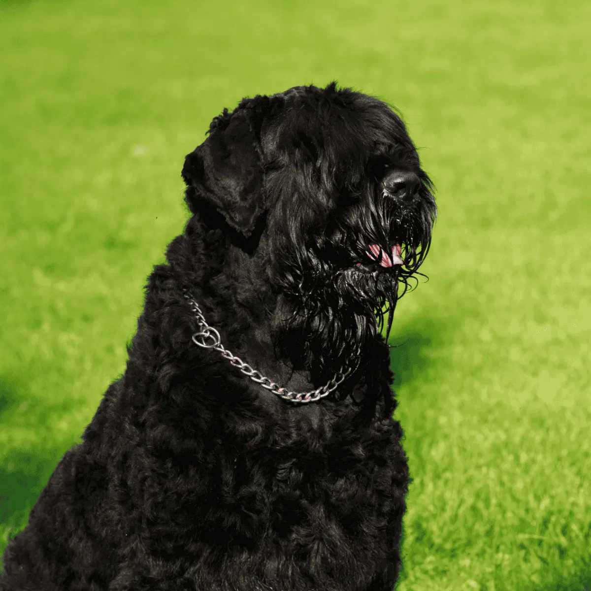 Black Russian Terrier Gallery