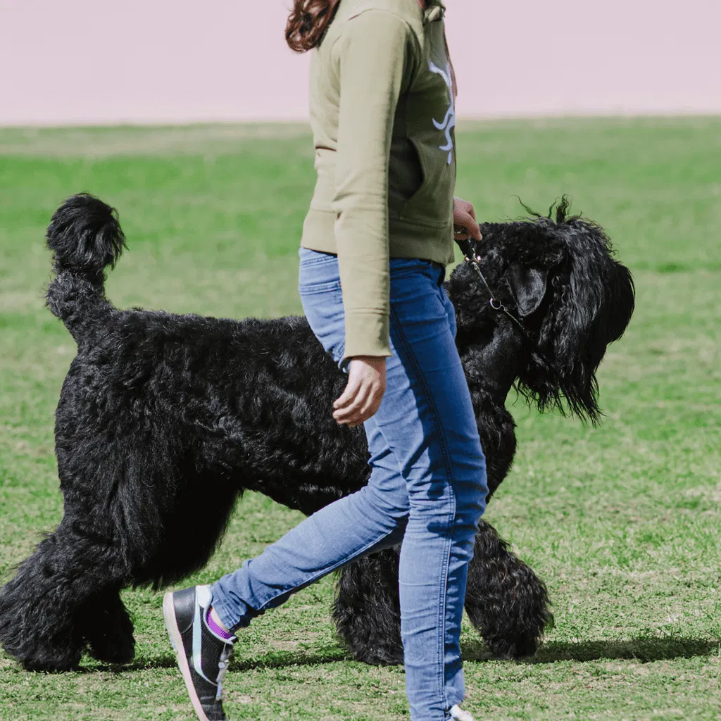 Black Russian Terrier Exercise