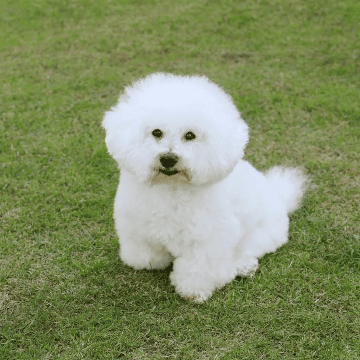 Bichon Frise