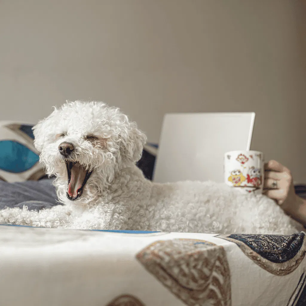 Temperament & Intelligence Of The Bichon Frise