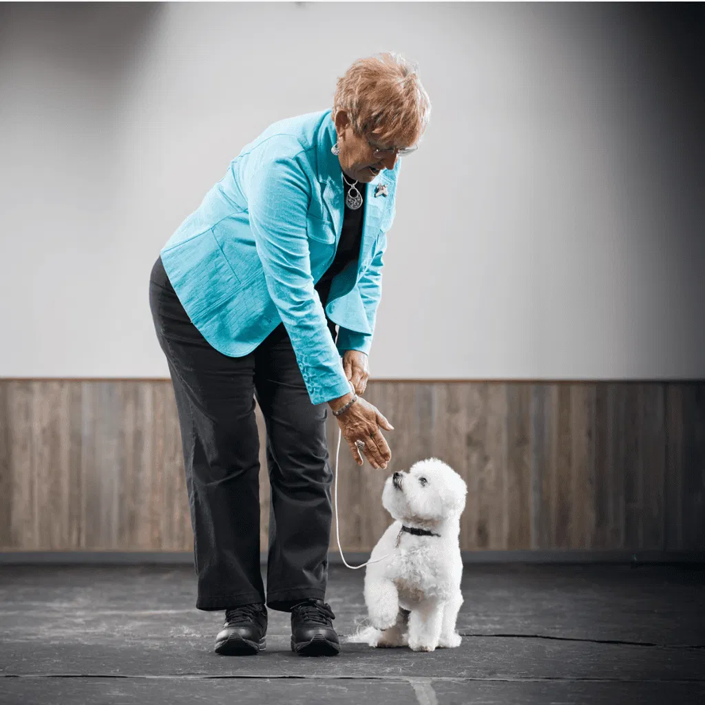 Bichon Frise Training