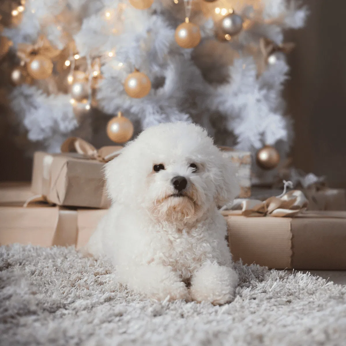 Bichon Frise Gallery