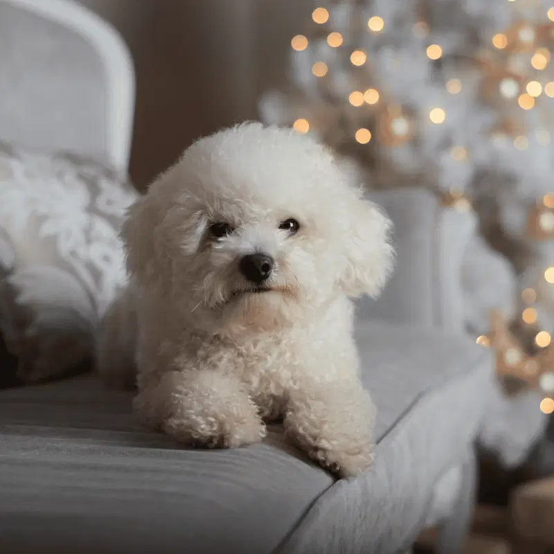 Bichon Frise Gallery