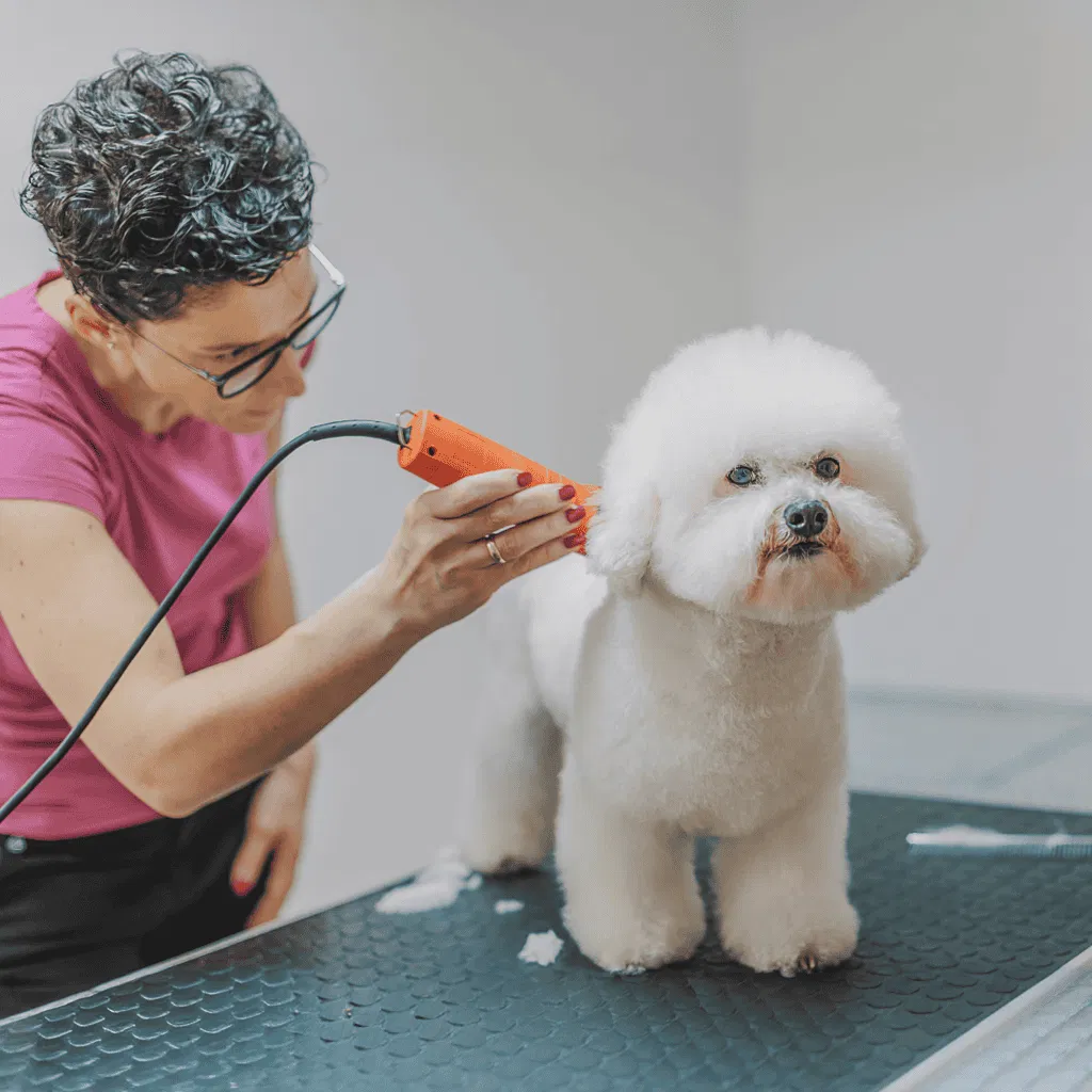 Bichon Frise Grooming