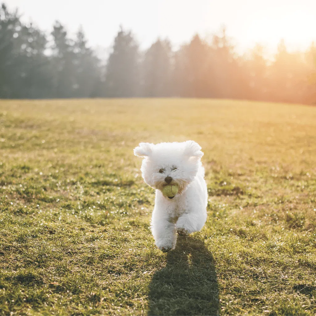 Bichon Frise Exercise