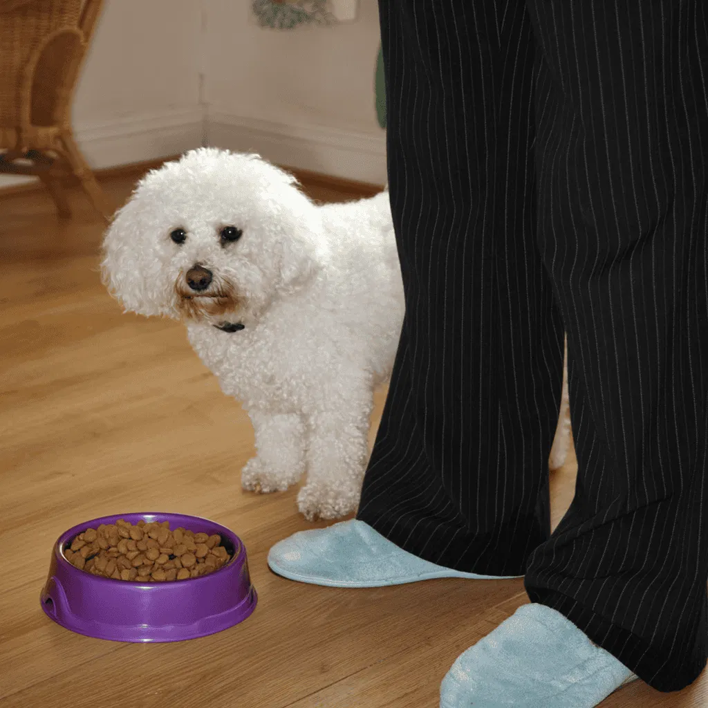 Bichon Frise Food & Diet Requirements