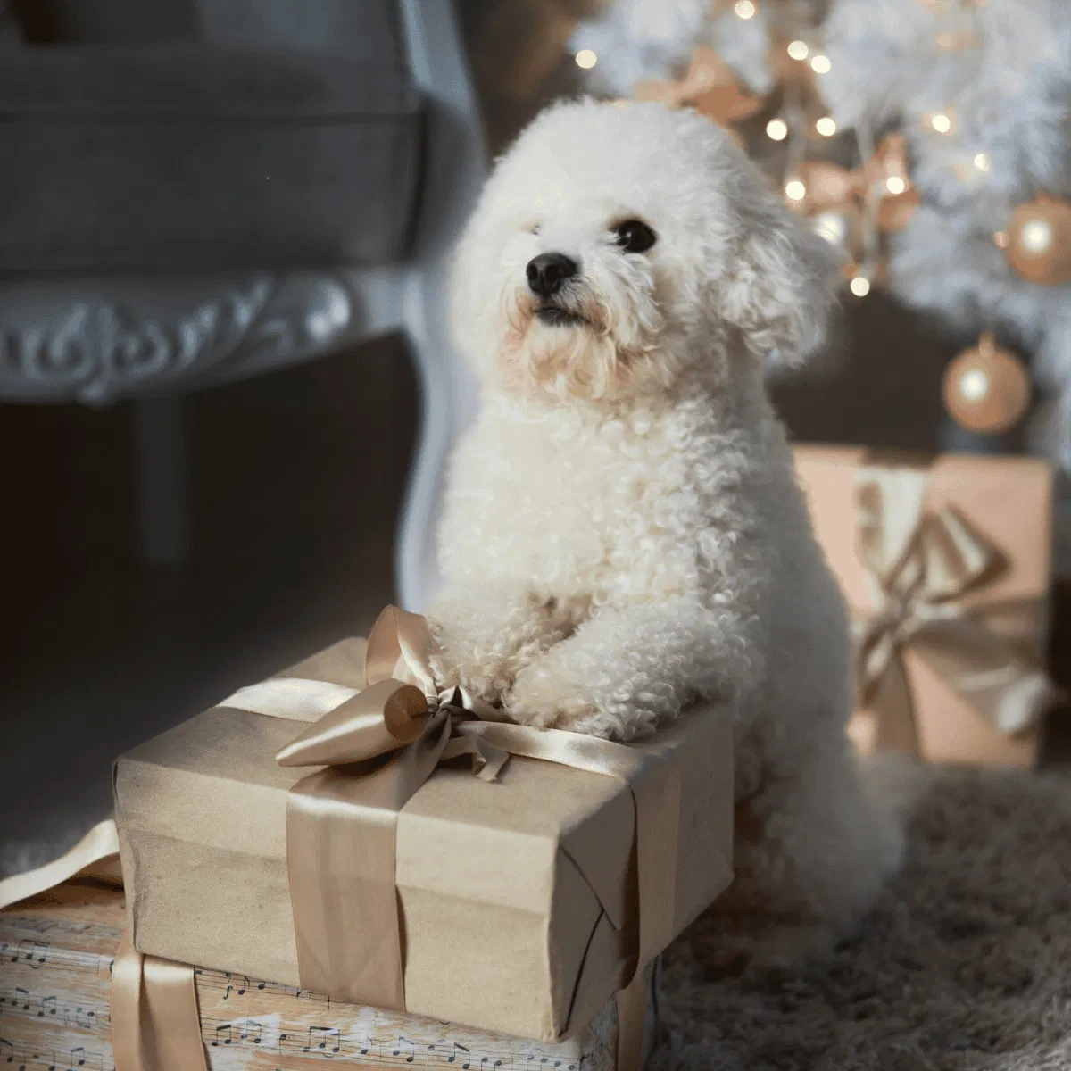 Bichon Frise Gallery