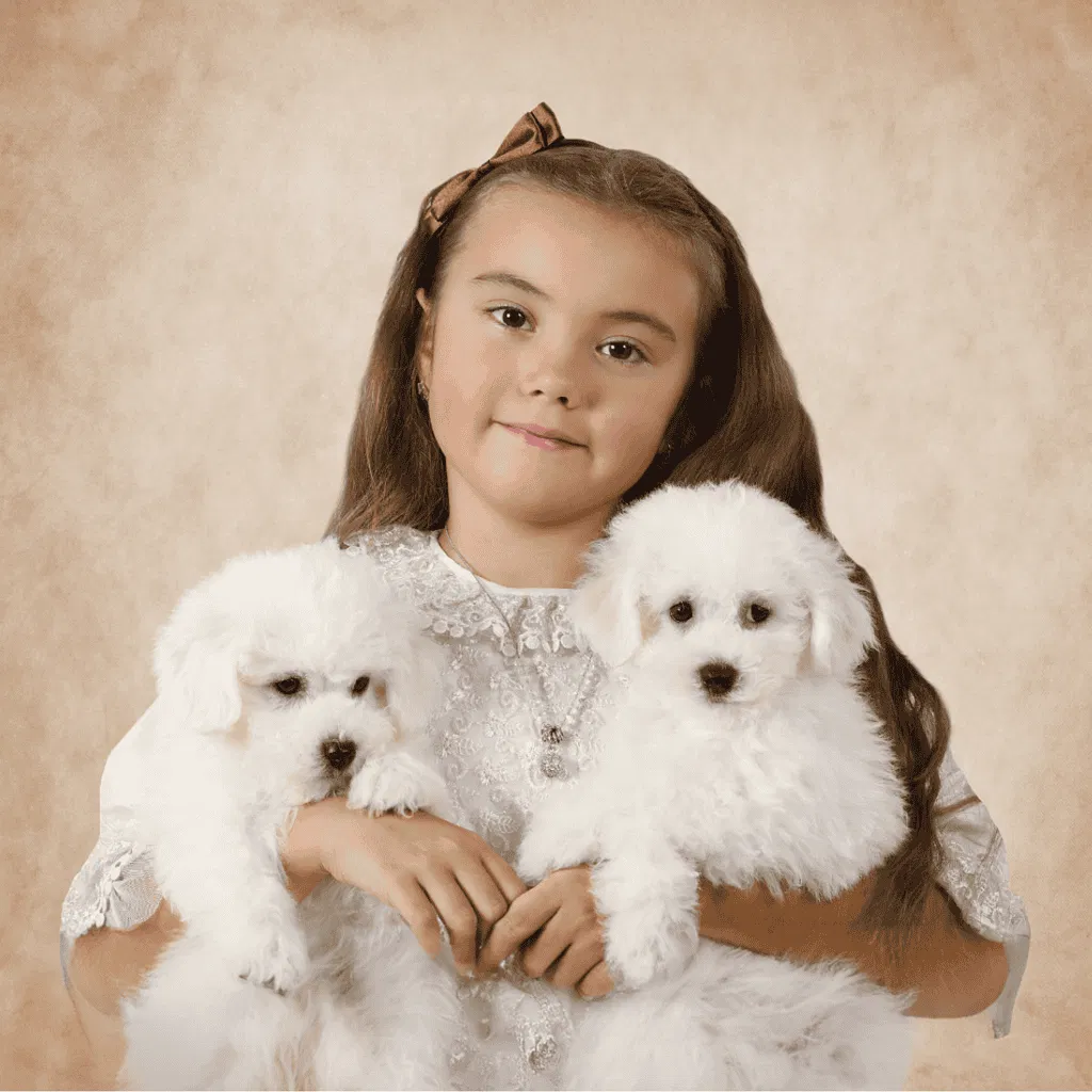 Bichon Frise Are These Dogs Good For Families