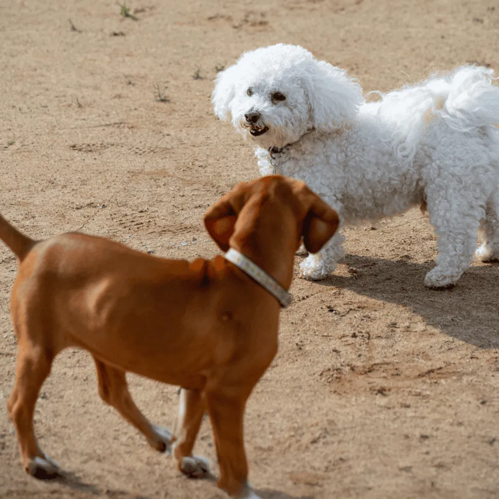 Bichon Frise Does This Breed Get Along With Other Pets
