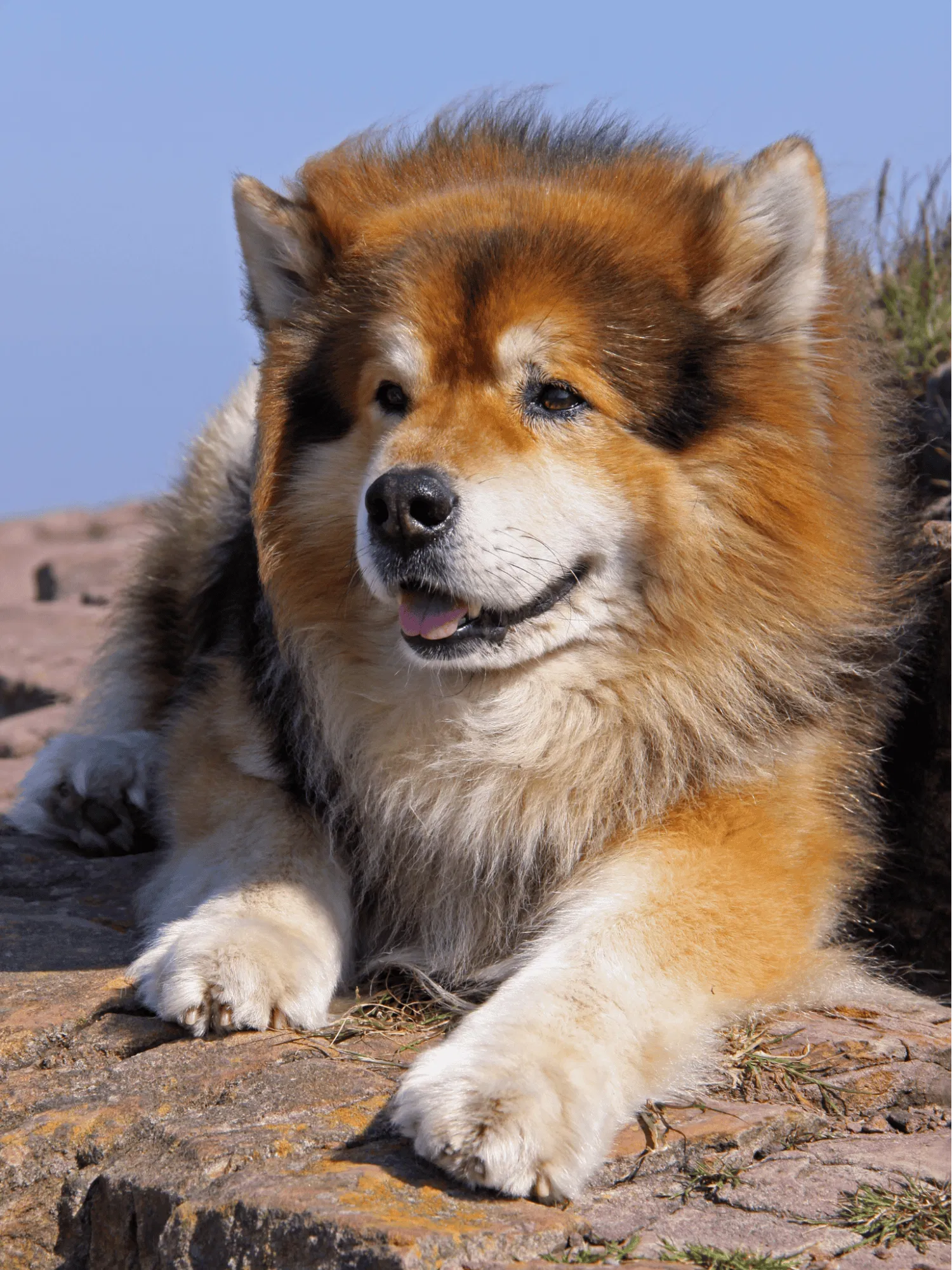 Eurasier