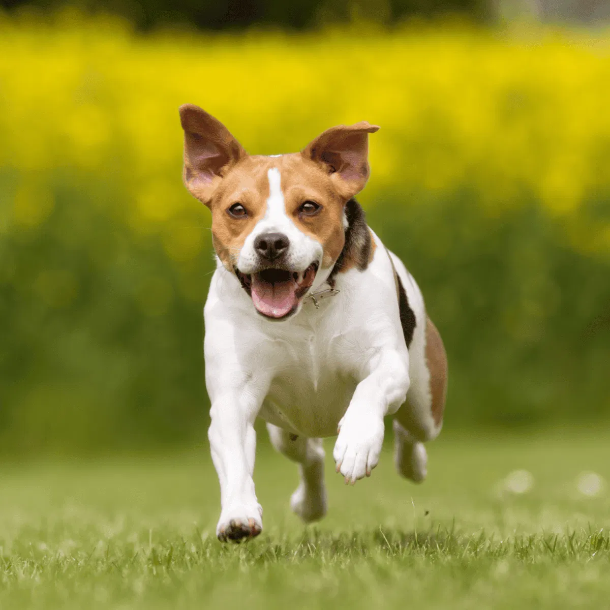 Danish Swedish Farmdog Gallery