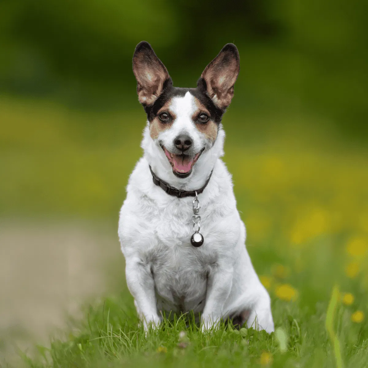 Danish Swedish Farmdog Gallery