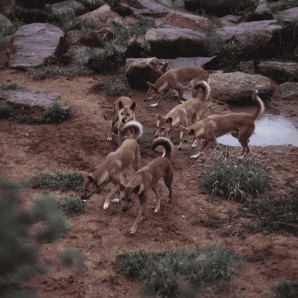 Some Carolina Dogs Still Live in the Wild