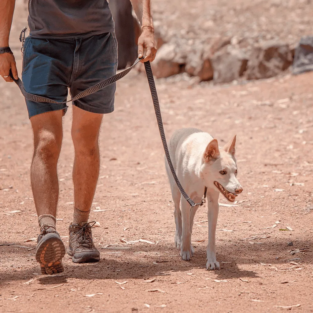 Temperament & Intelligence Of The Carolina Dog