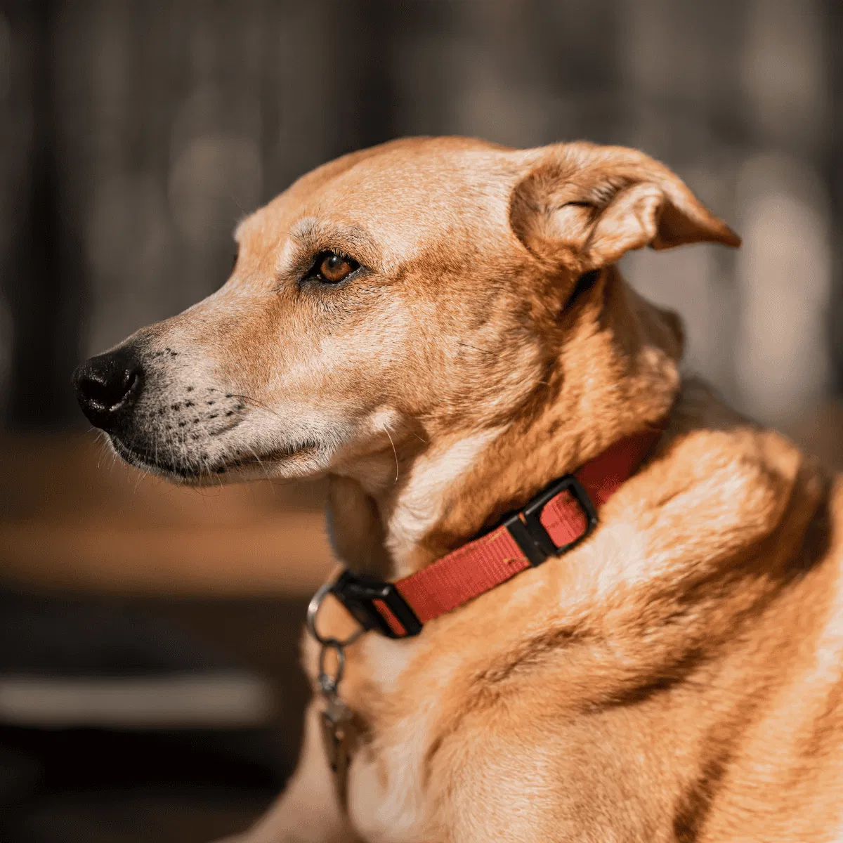 Carolina Dog