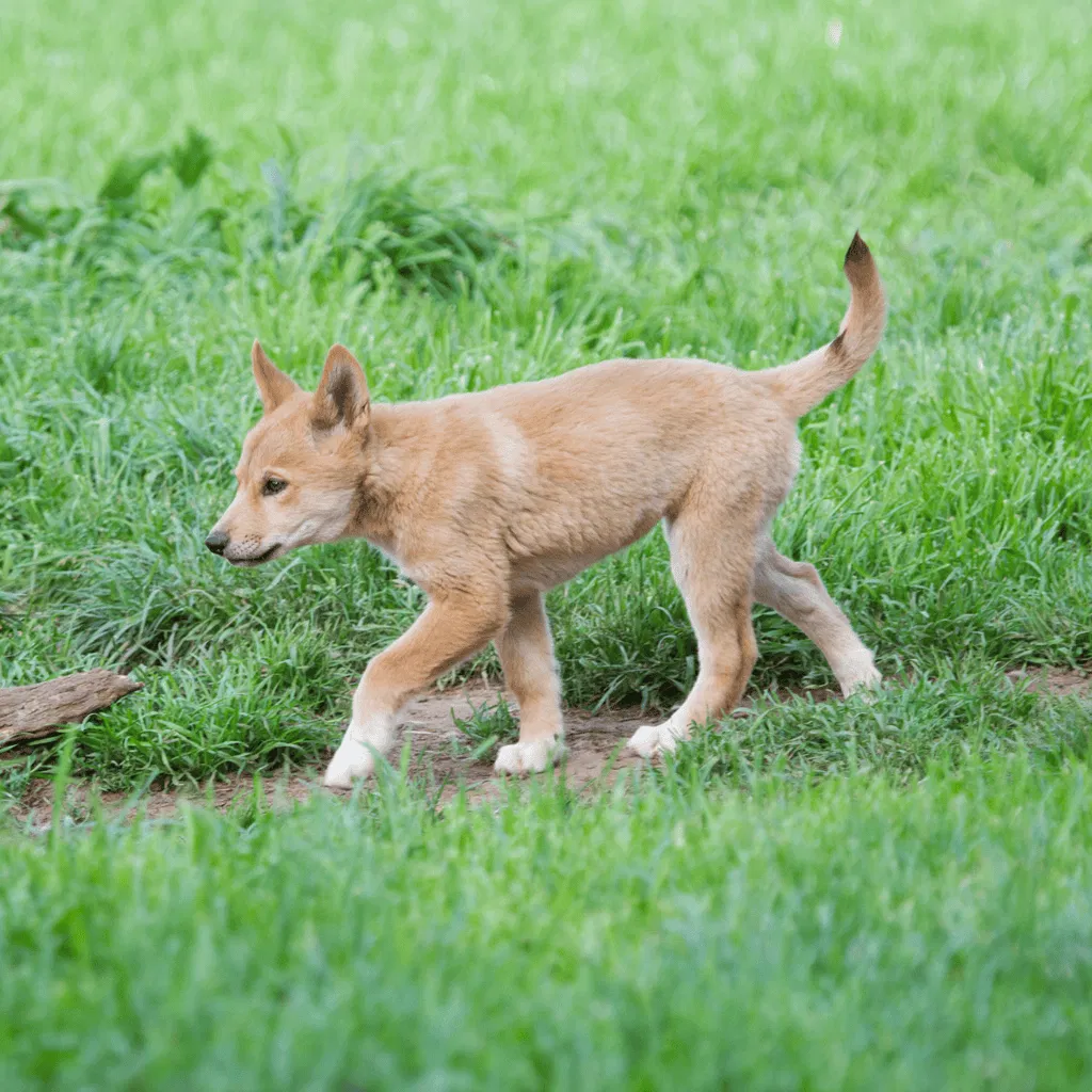 Carolina Dog Puppies