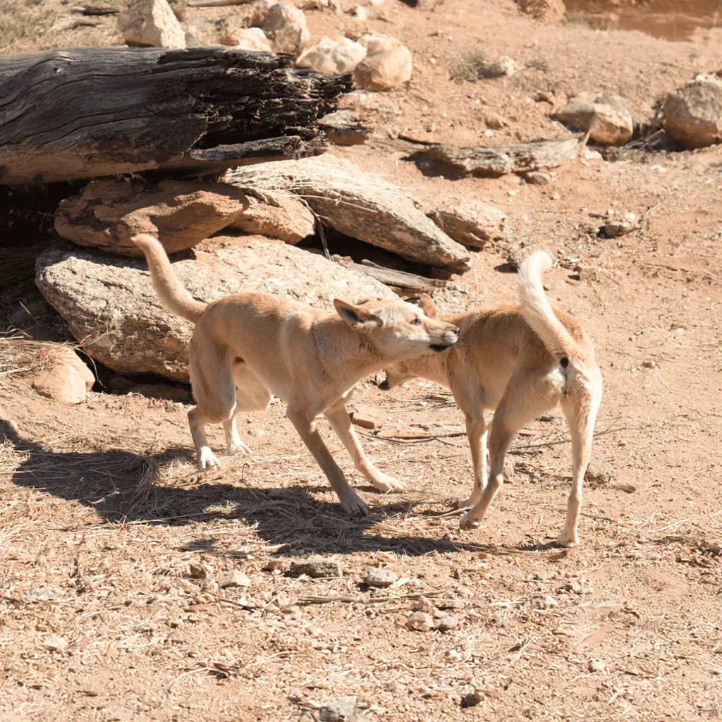 Carolina Dog Training