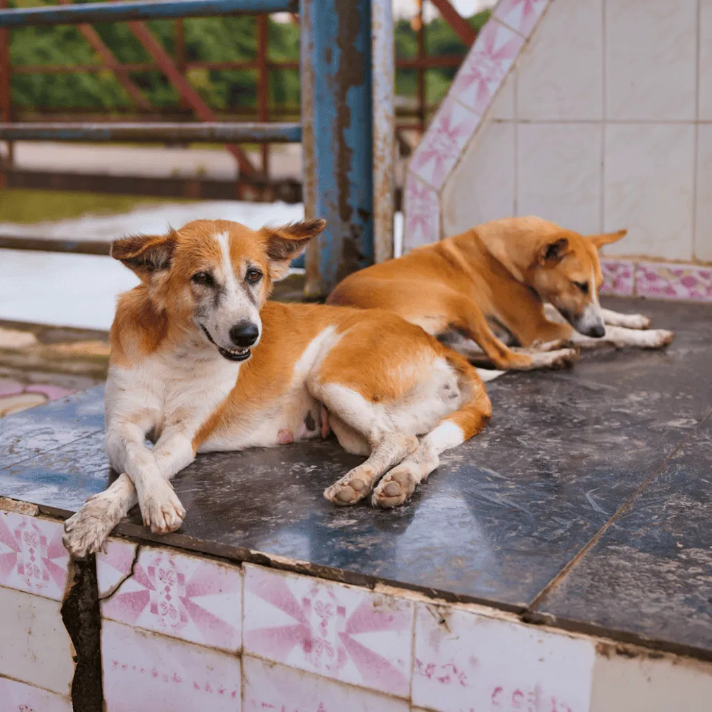 Carolina Dog Male Vs. Female
