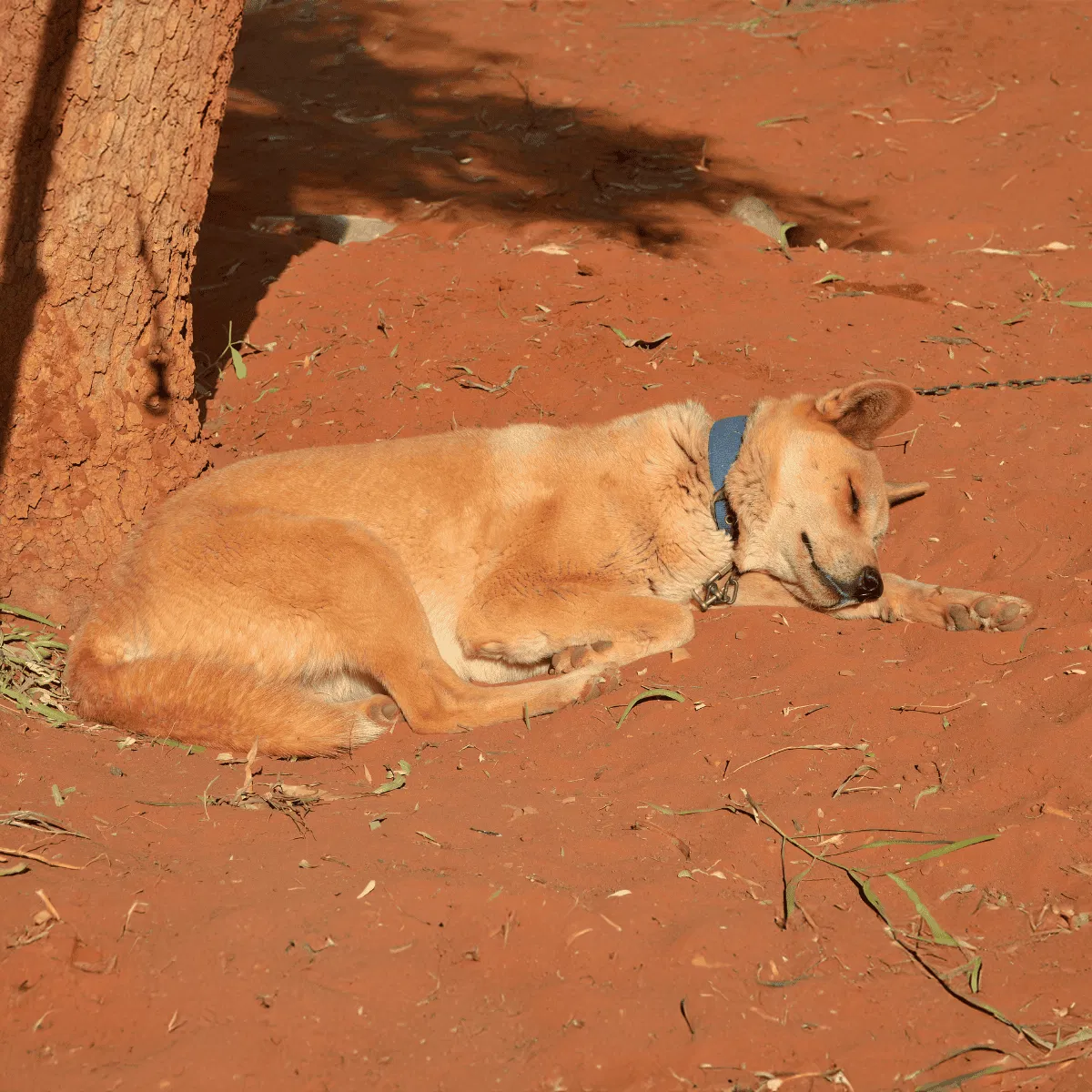Carolina Dog Gallery