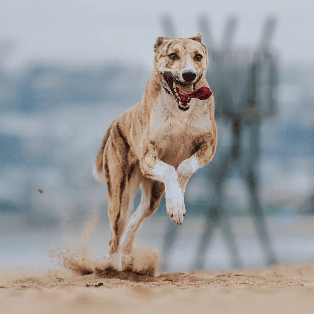 Carolina Dog Exercise