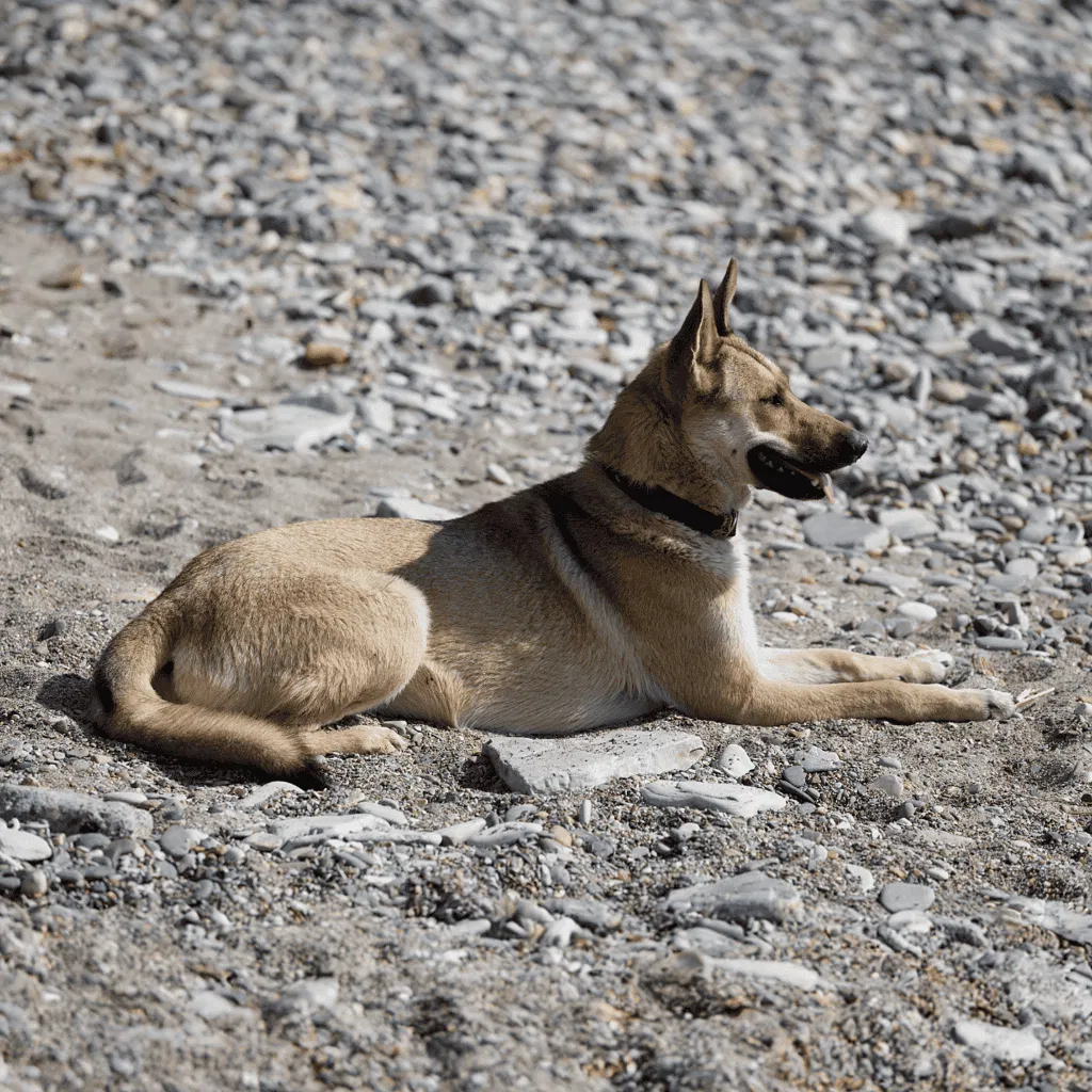 Carolina Dog Final Thoughts