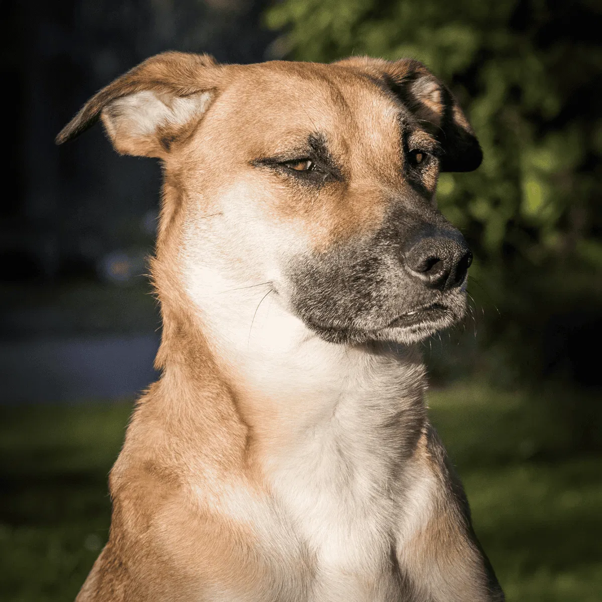 Carolina Dog Gallery