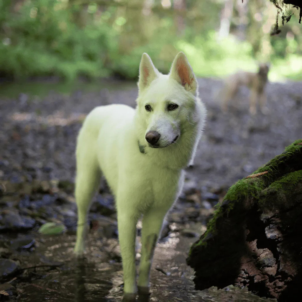 Temperament & Intelligence Of The Canaan Dog