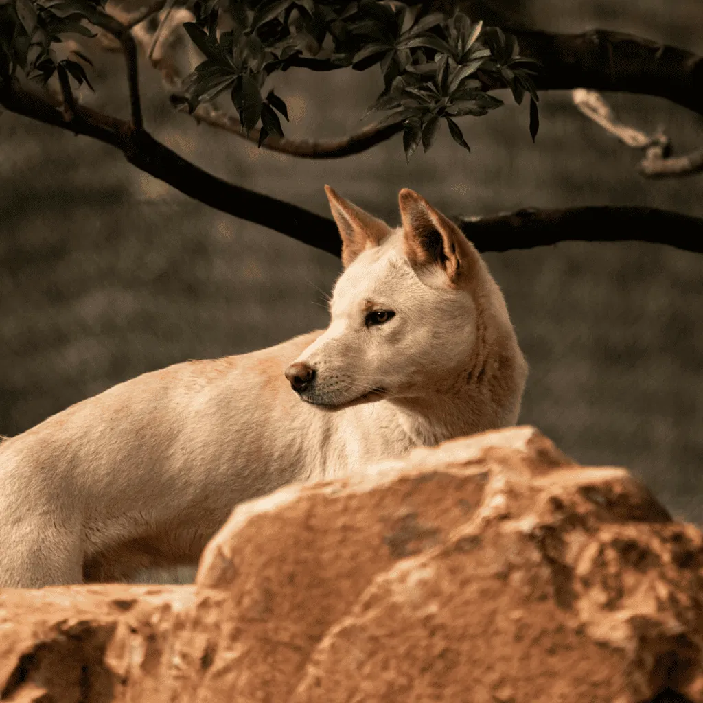 Canaan Dogs Are A Rugged Breed