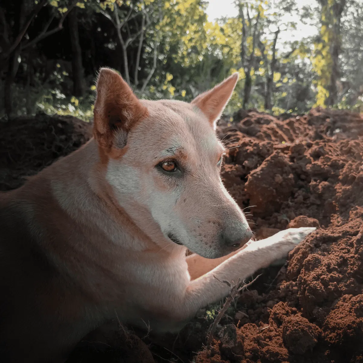 Canaan Dog Gallery