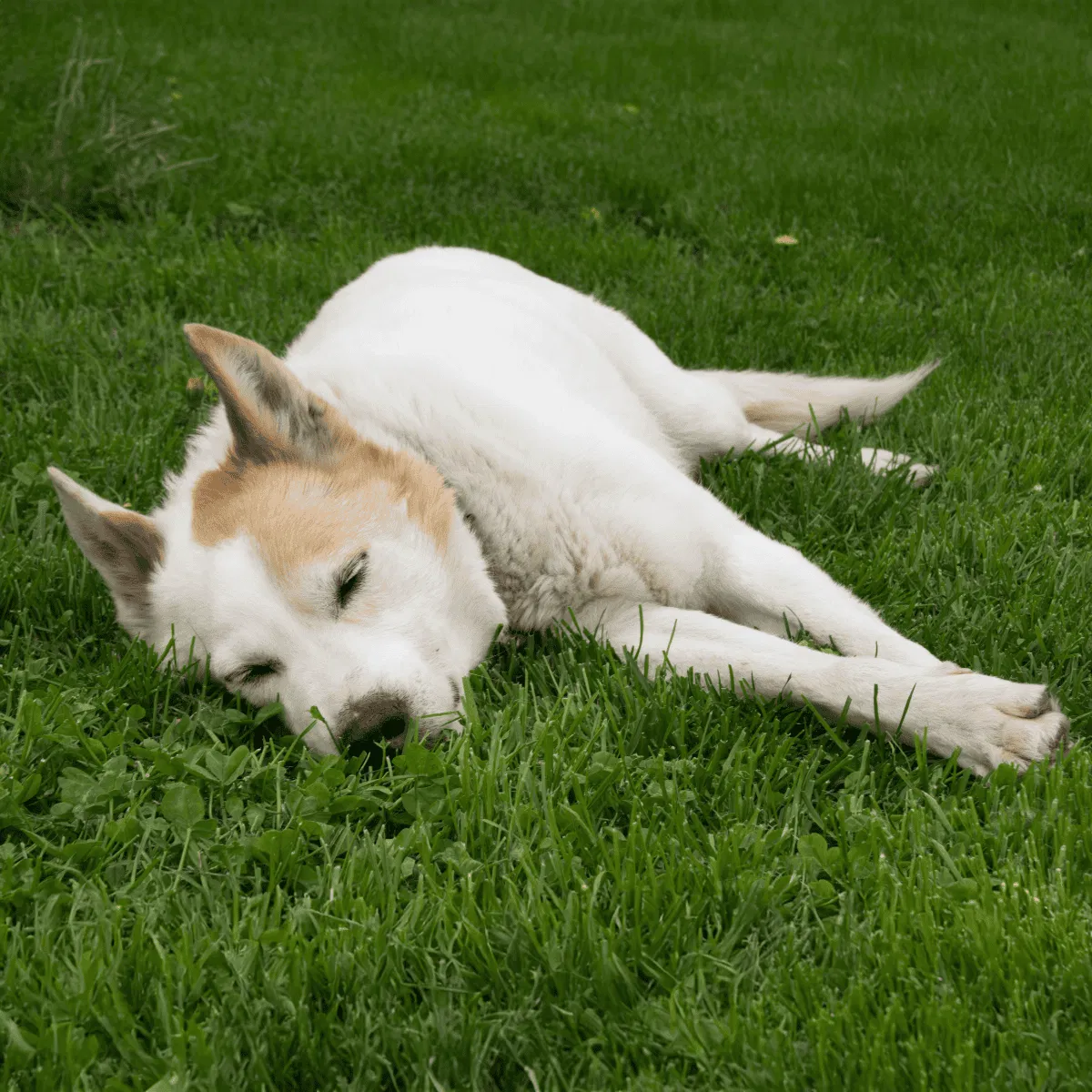 Canaan Dog Gallery