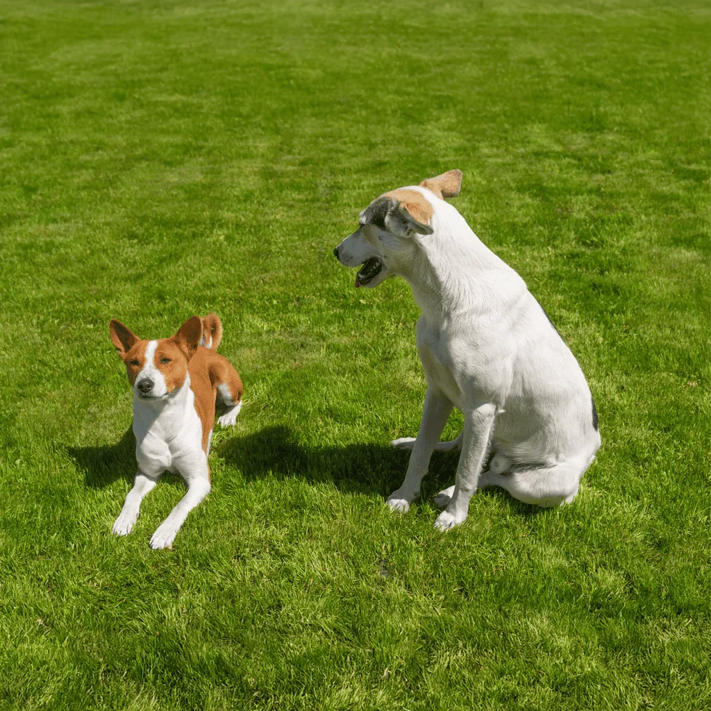 Canaan Dog Does This Breed Get Along With Other Pets