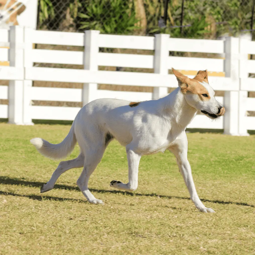 Canaan Dog Exercise