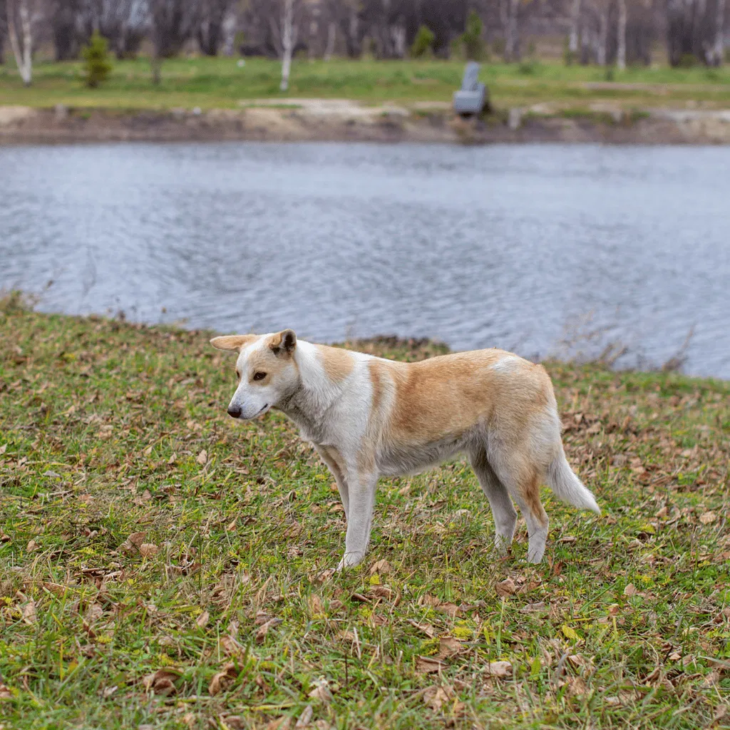 Canaan Dog Final Thoughts