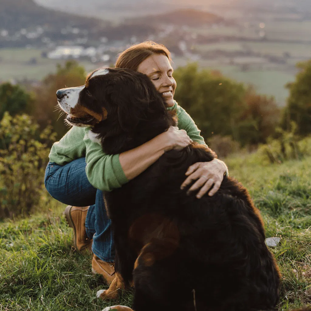 Temperament & Intelligence Of The Bernese Mountain Dog